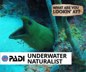 underwaternaturalist curacao